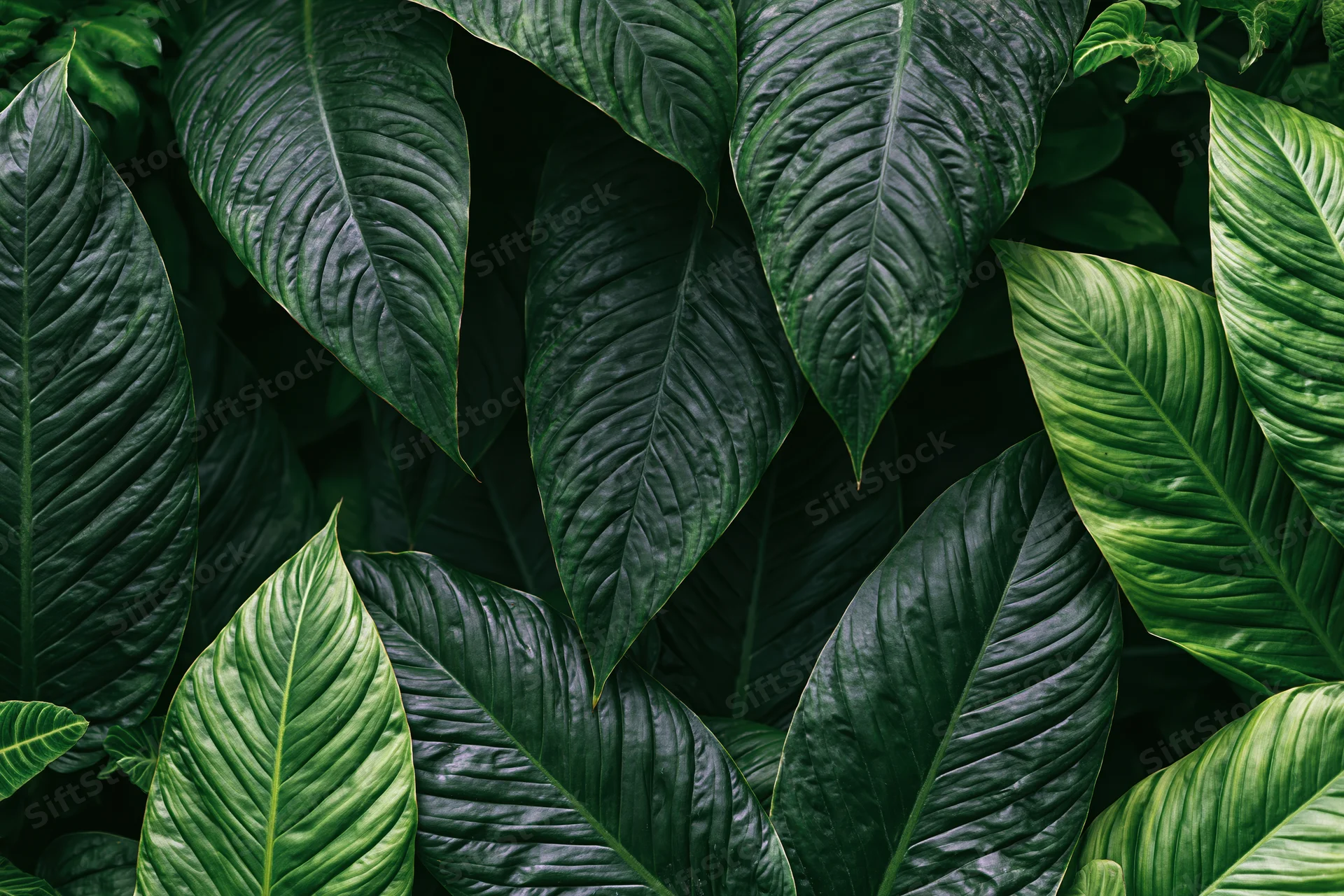 Dense cluster of large tropical leaves filling the frame