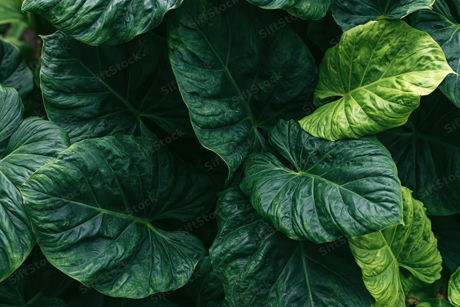 Dense cluster of large tropical leaves filling the frame