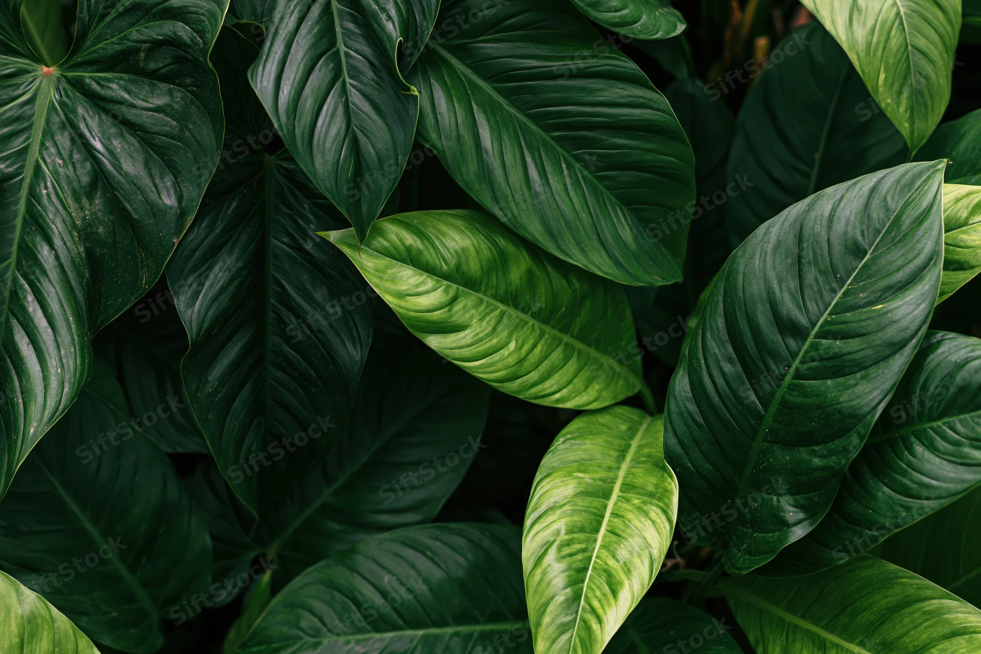 Dense cluster of large tropical leaves filling the frame