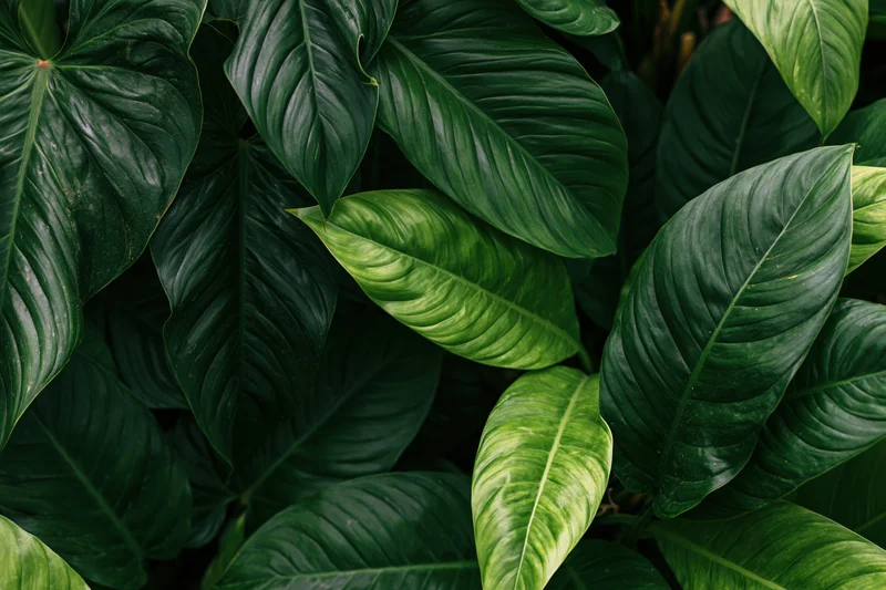 Dense cluster of large tropical leaves filling the frame