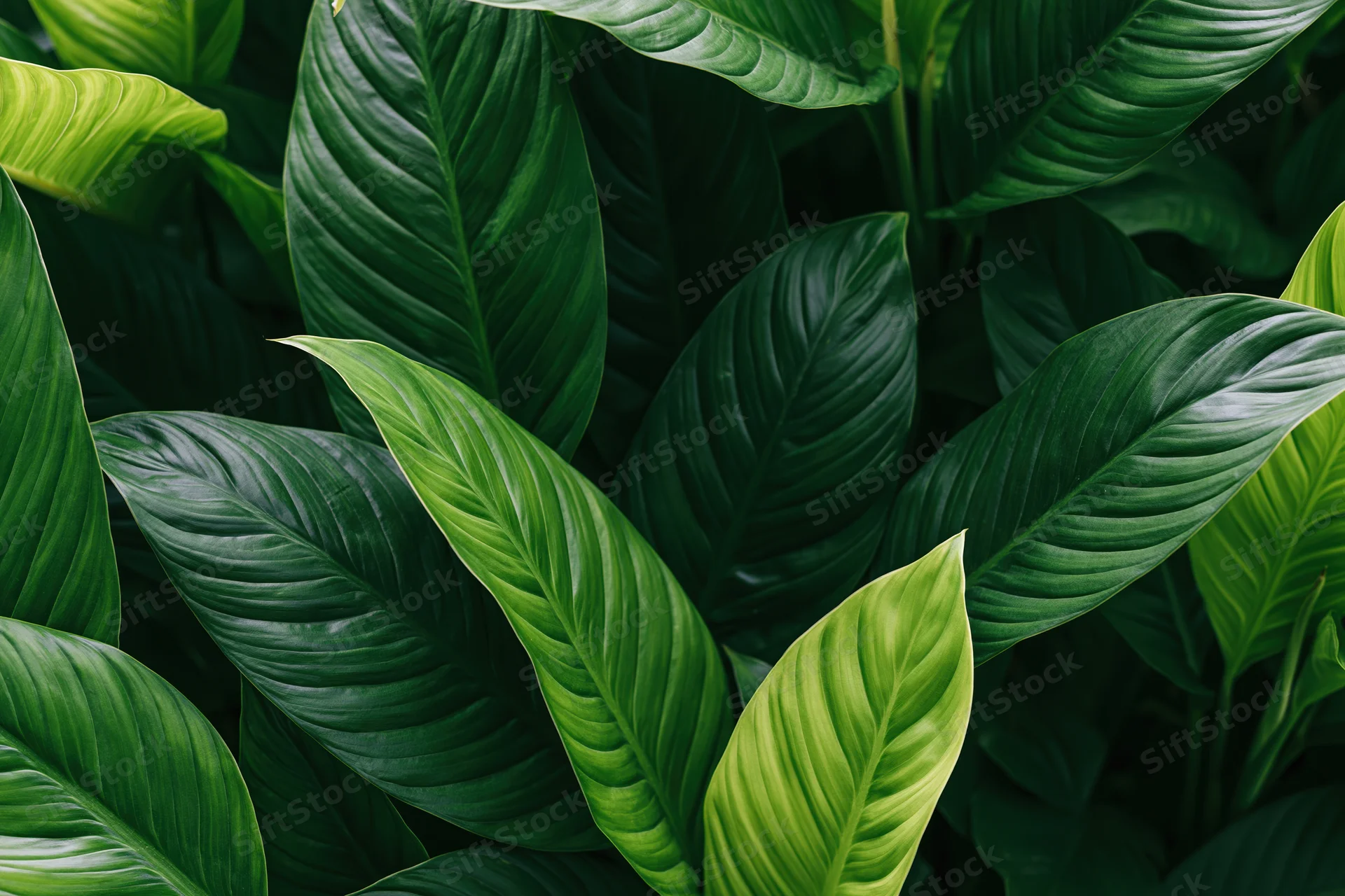 Dense cluster of large tropical leaves filling the frame