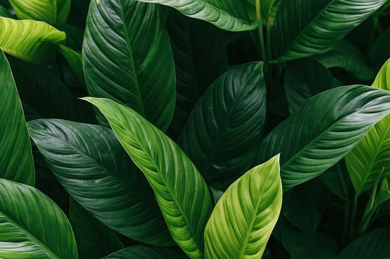 Dense cluster of large tropical leaves filling the frame