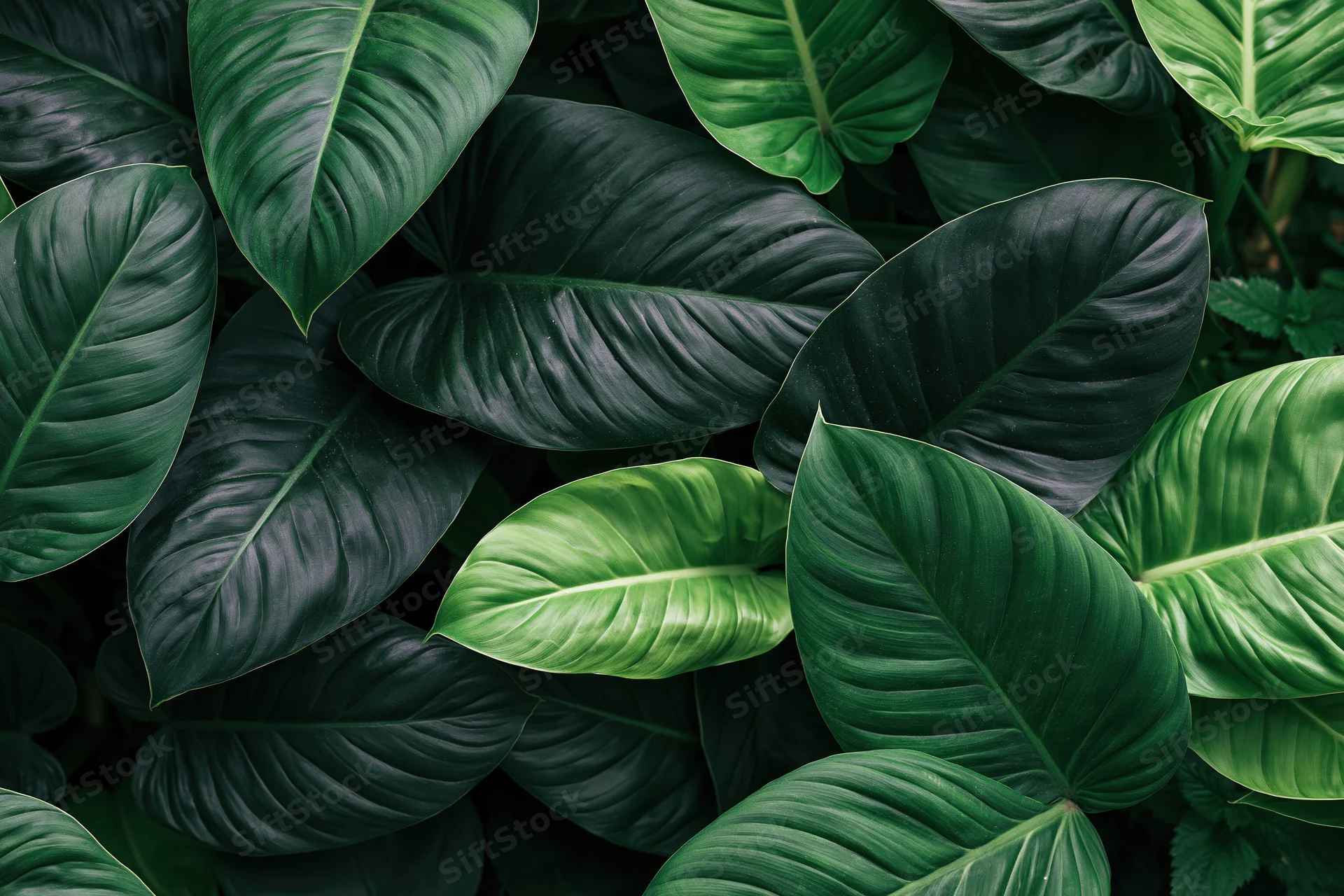 Dense cluster of large tropical leaves filling the frame