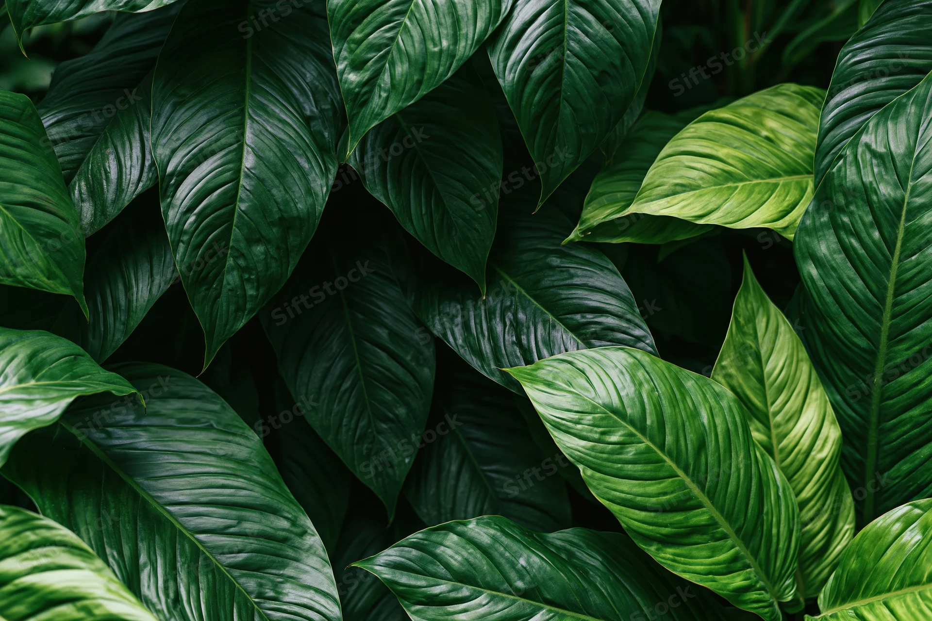 Dense cluster of large tropical leaves filling the frame