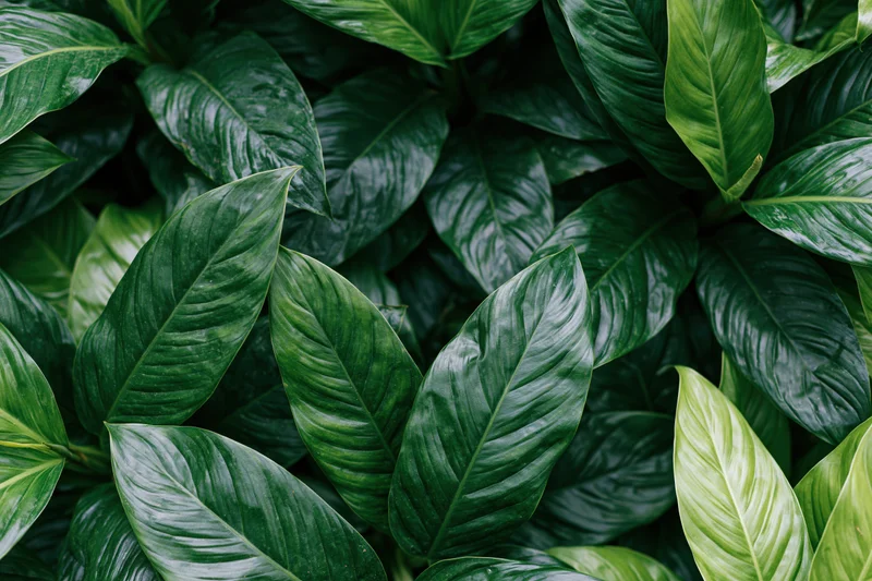 Dense cluster of large tropical leaves filling the frame