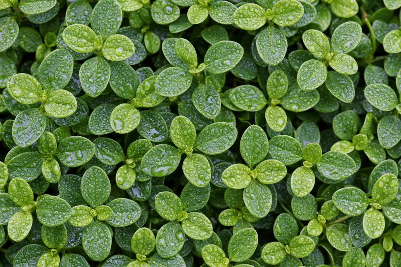 Closeup of dense cluster of small oval green leaves covered in water droplets