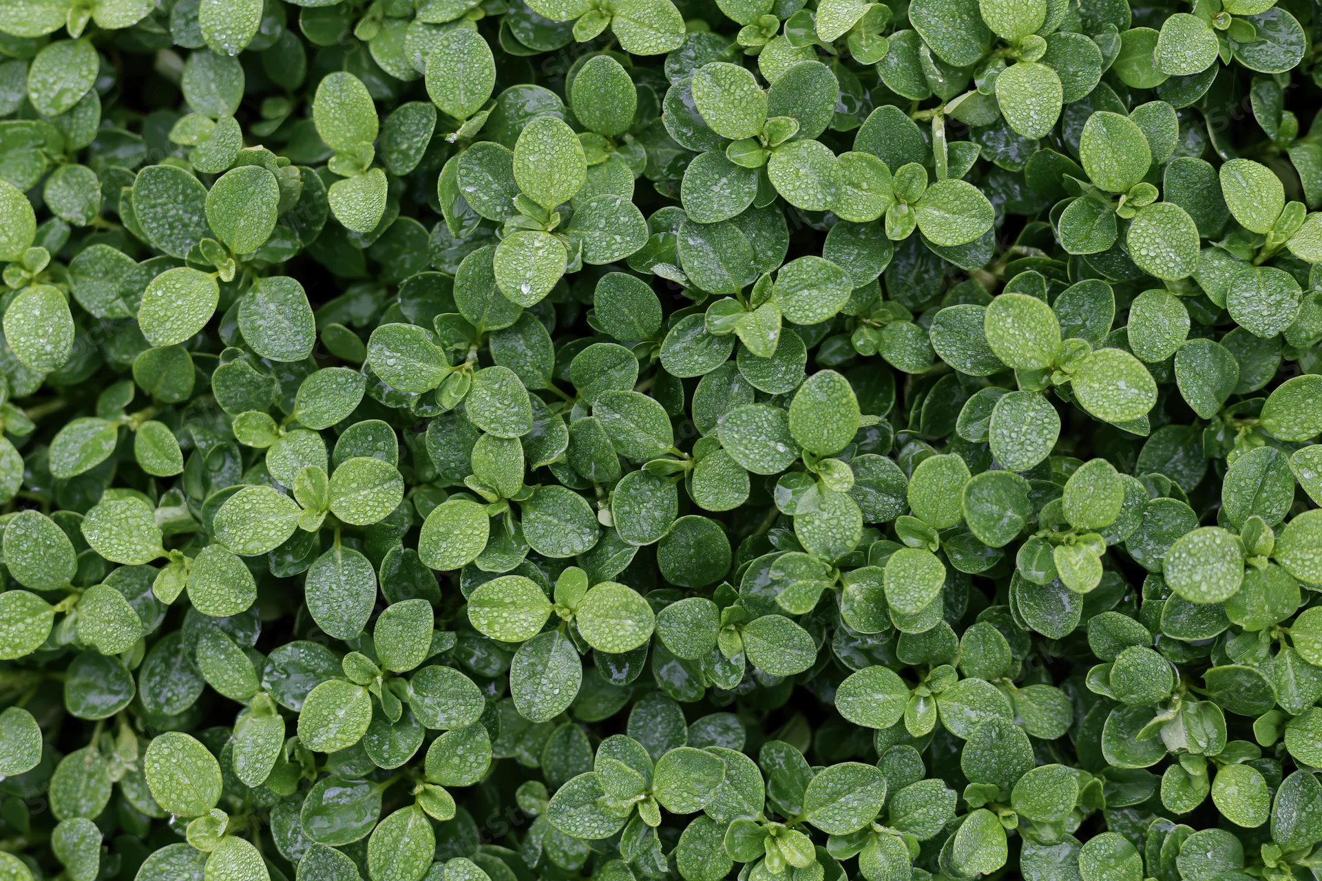 Dense cluster of small oval green leaves covered in water droplets