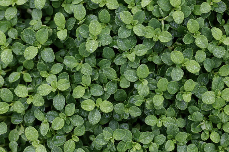 Dense cluster of small oval green leaves covered in water droplets