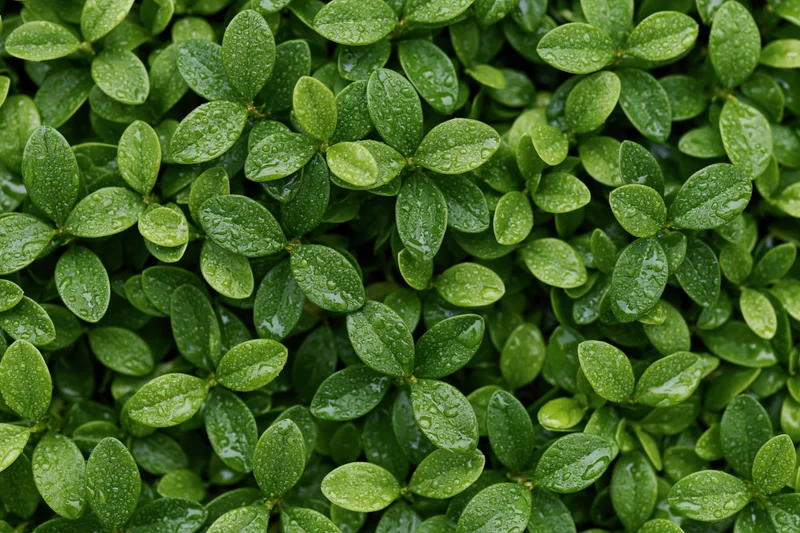 Closeup of dense green oval leaves covered in water droplets