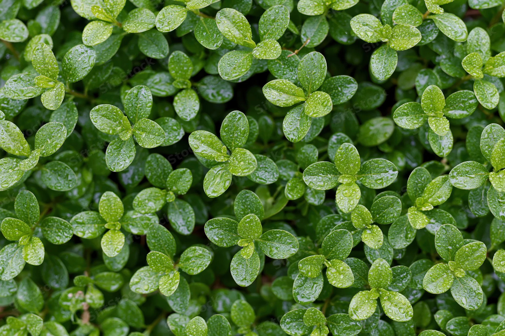 Dense cluster of small oval green leaves covered in water droplets on a ground-level plant surface