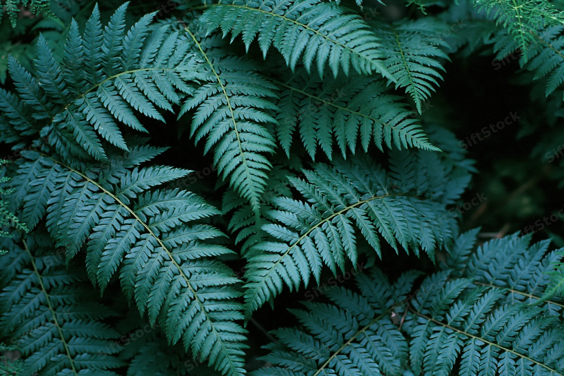 Dense cluster of wild fern fronds filling the frame in a shaded woodland setting
