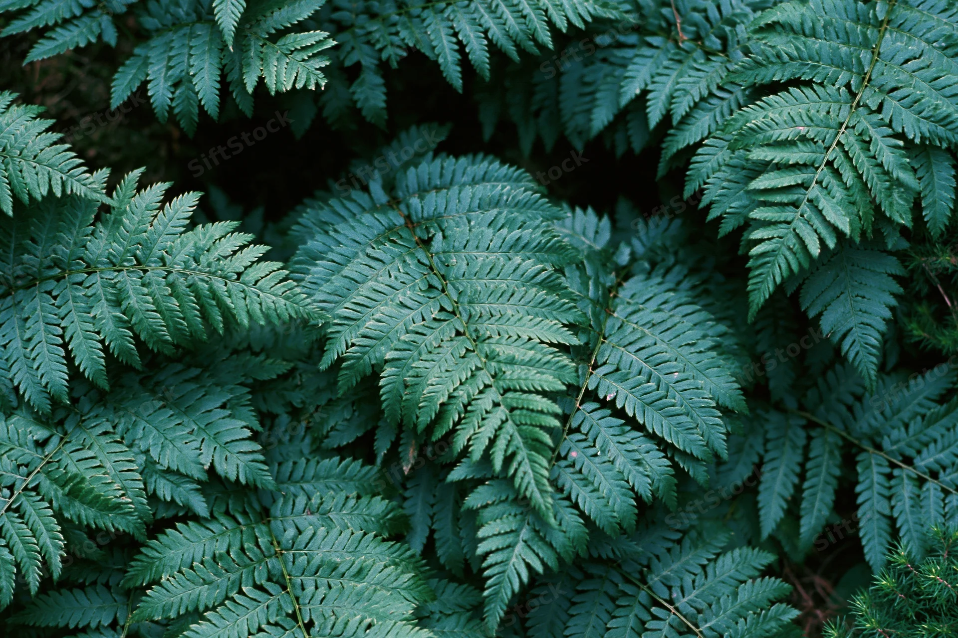 Dense cluster of wild fern fronds filling the frame with lush green foliage