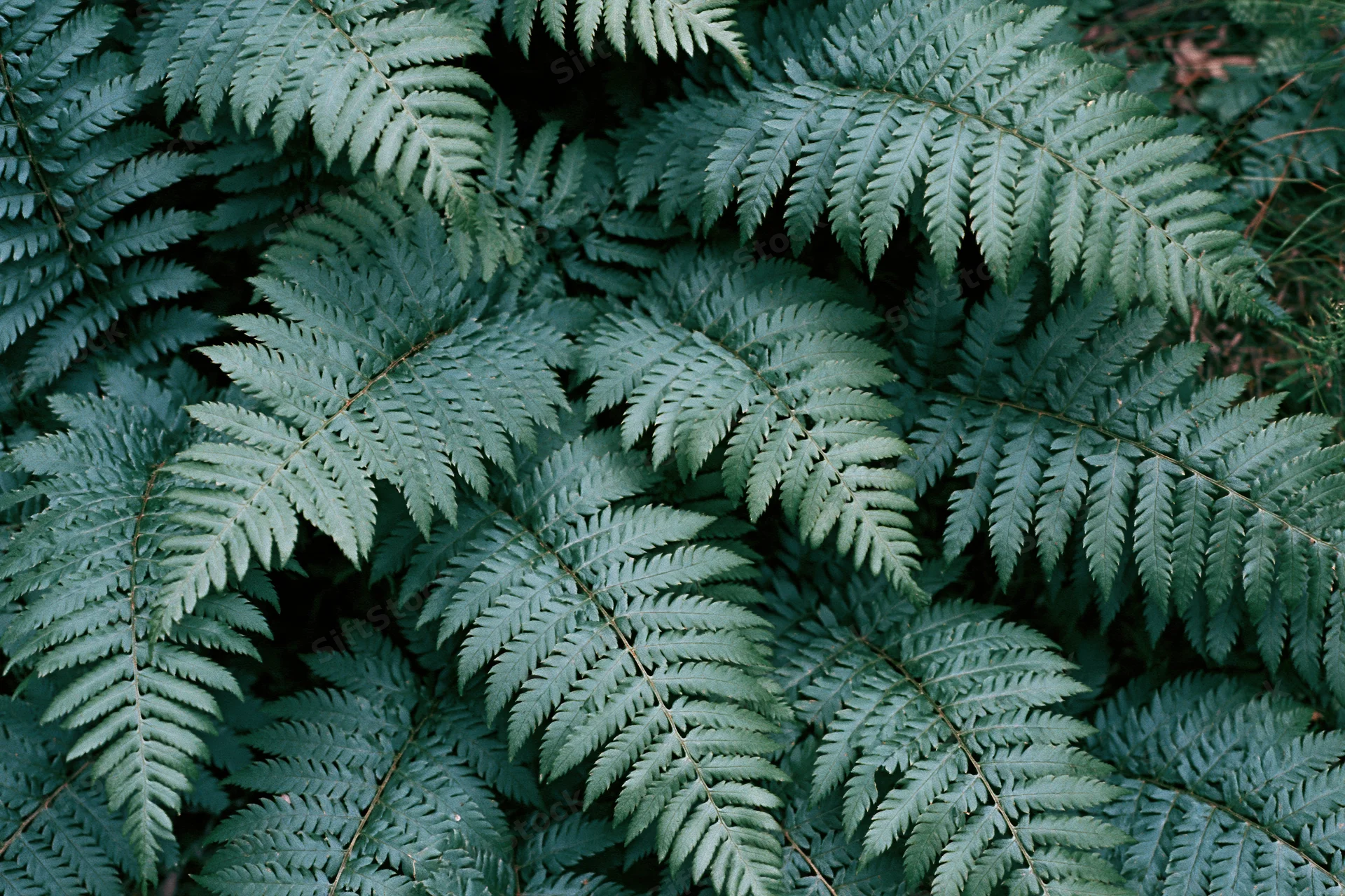 Dense cluster of wild fern fronds filling the frame in a shaded woodland setting