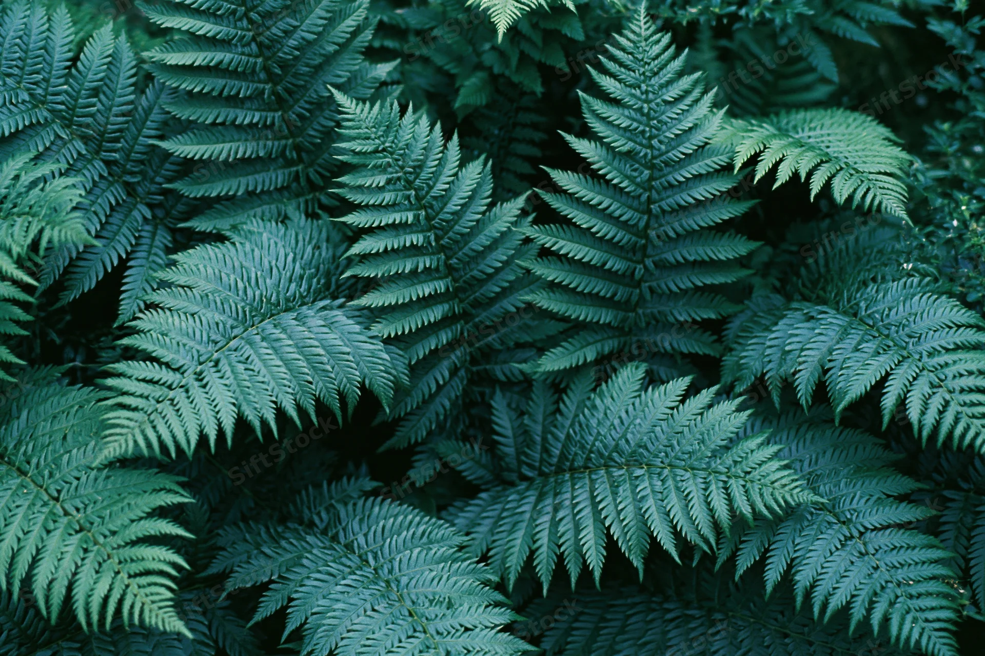 Dense cluster of wild fern fronds filling the frame in a shaded woodland setting