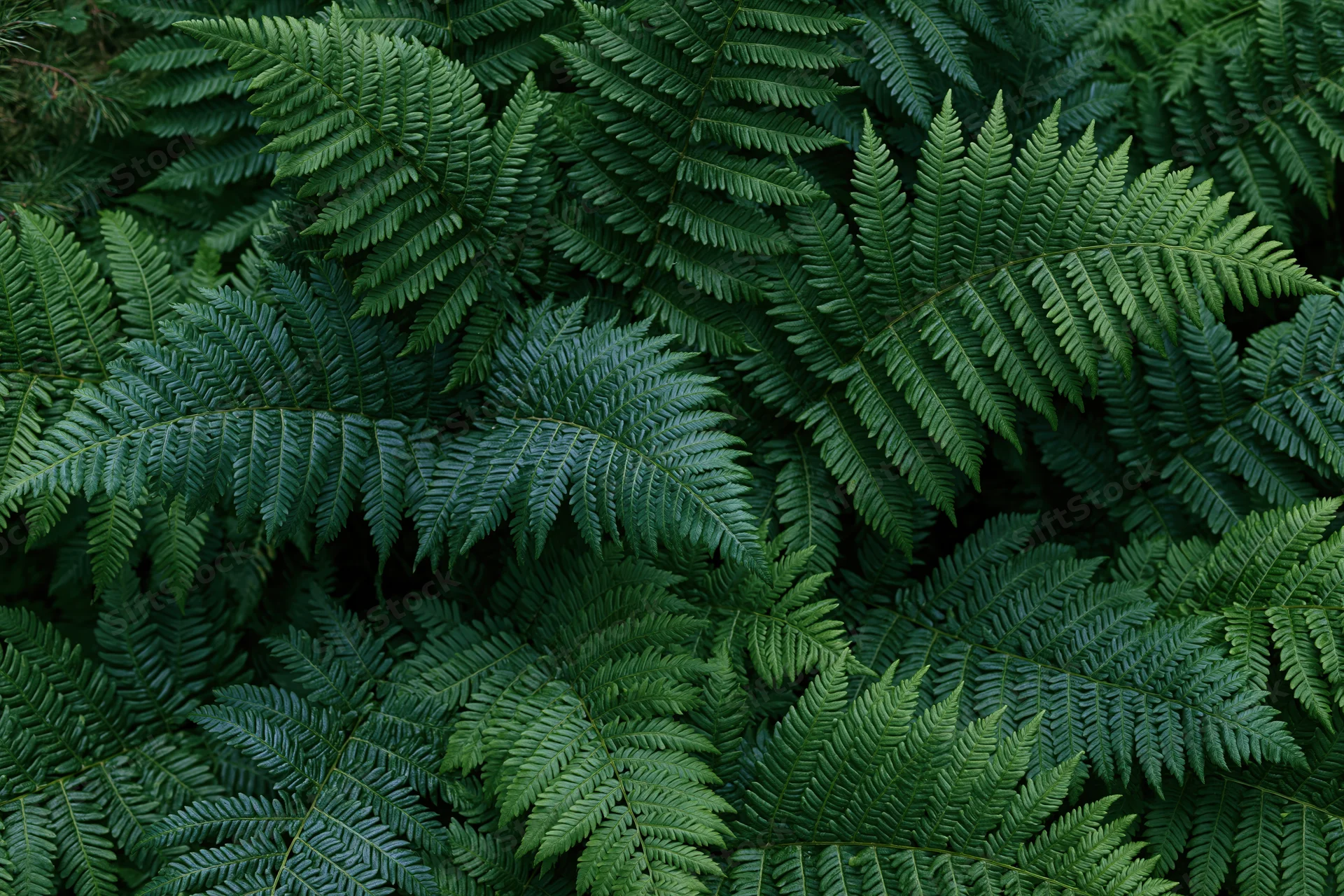 Dense cluster of wild fern fronds filling the frame