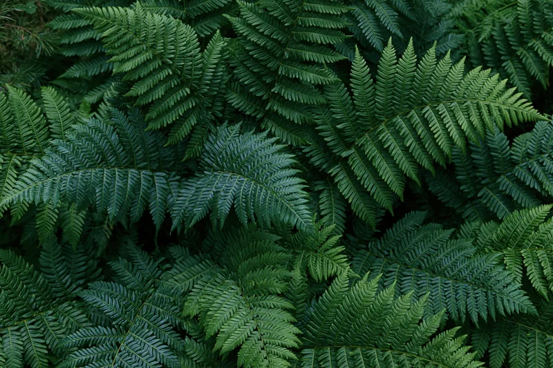 Dense cluster of wild fern fronds filling the frame