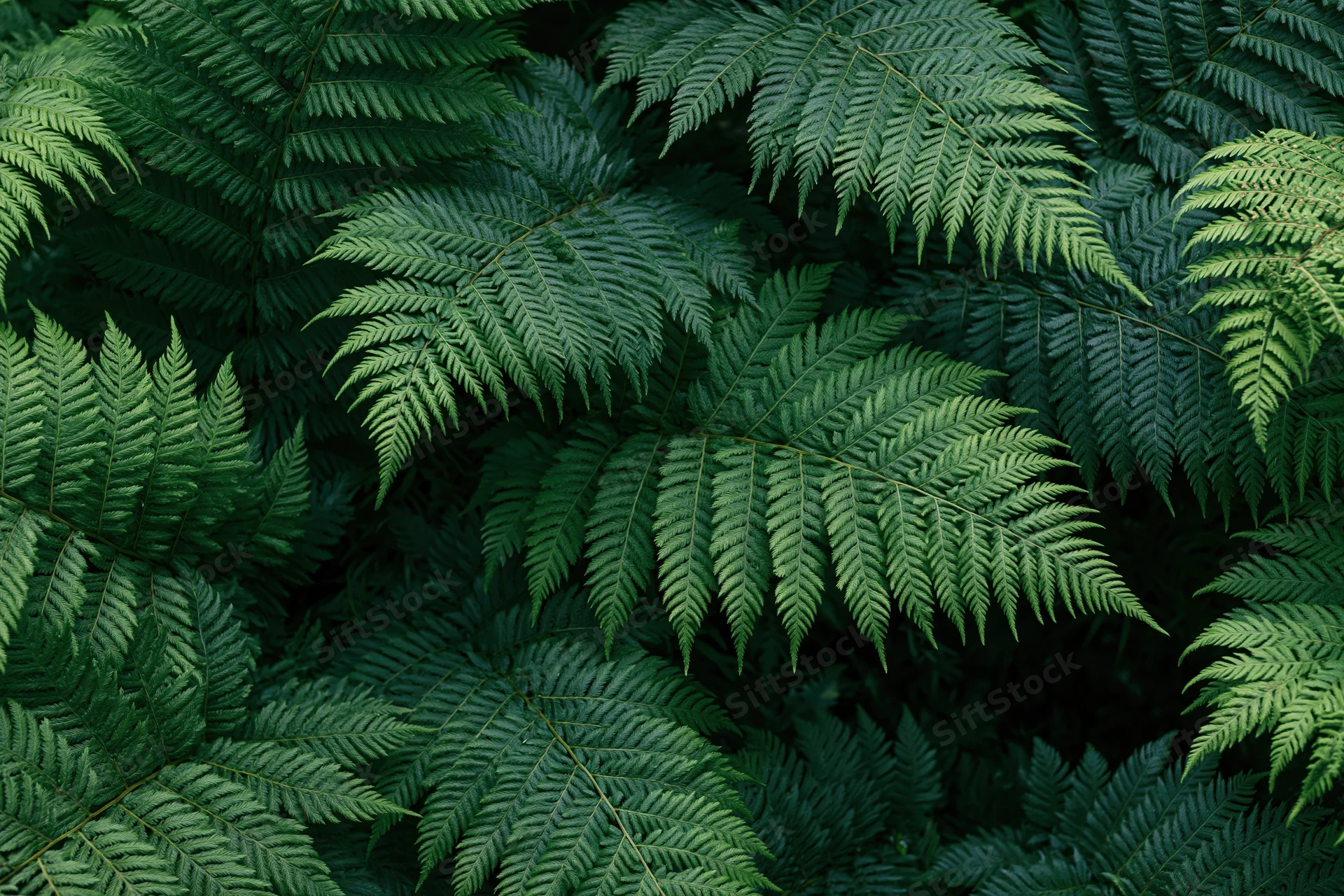 Dense cluster of wild fern fronds filling the frame with layered green foliage