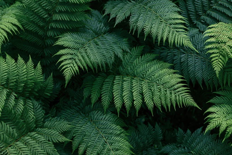 Dense cluster of wild fern fronds filling the frame with layered green foliage