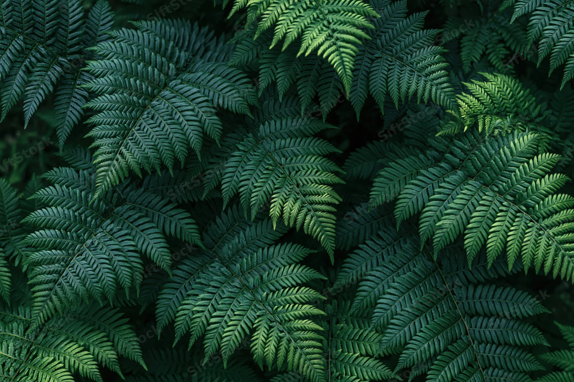 Dense cluster of wild fern fronds filling the frame with lush green foliage