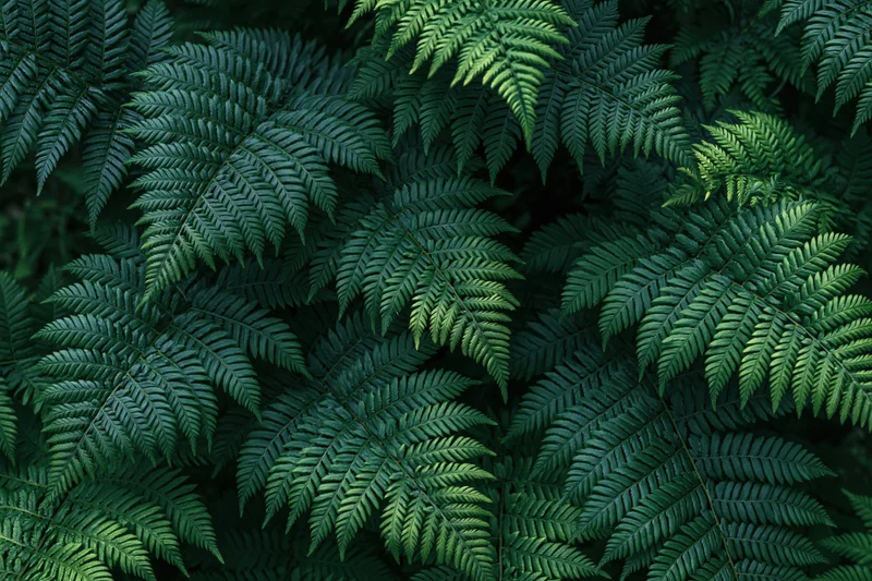 Dense cluster of wild fern fronds filling the frame with lush green foliage