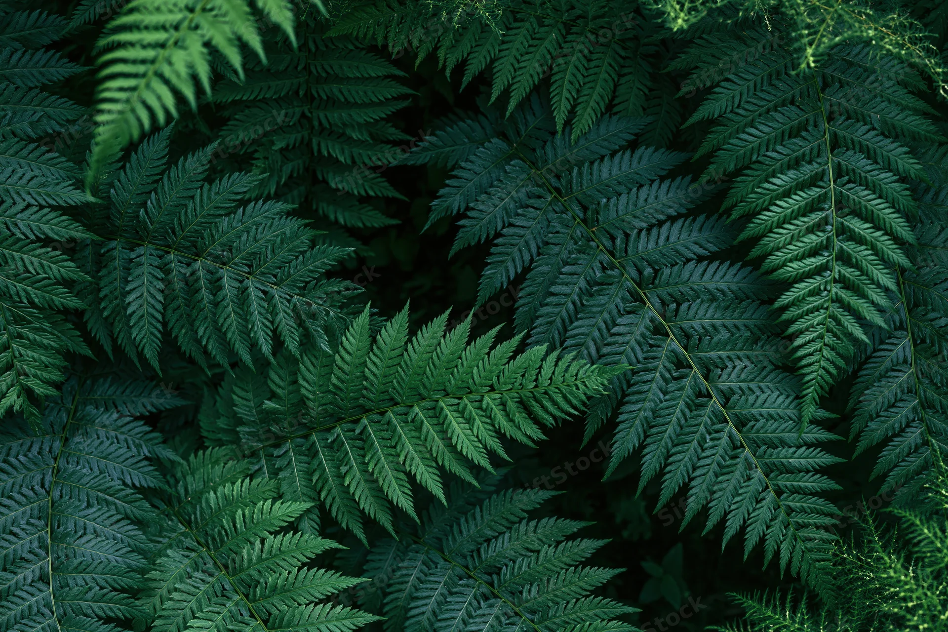 Dense cluster of wild fern fronds filling the frame with layered green foliage
