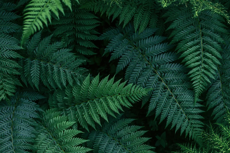 Dense cluster of wild fern fronds filling the frame with layered green foliage