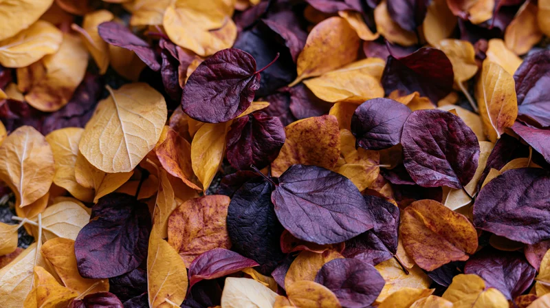 Dense layer of fallen autumn leaves in yellow and purple covering the ground
