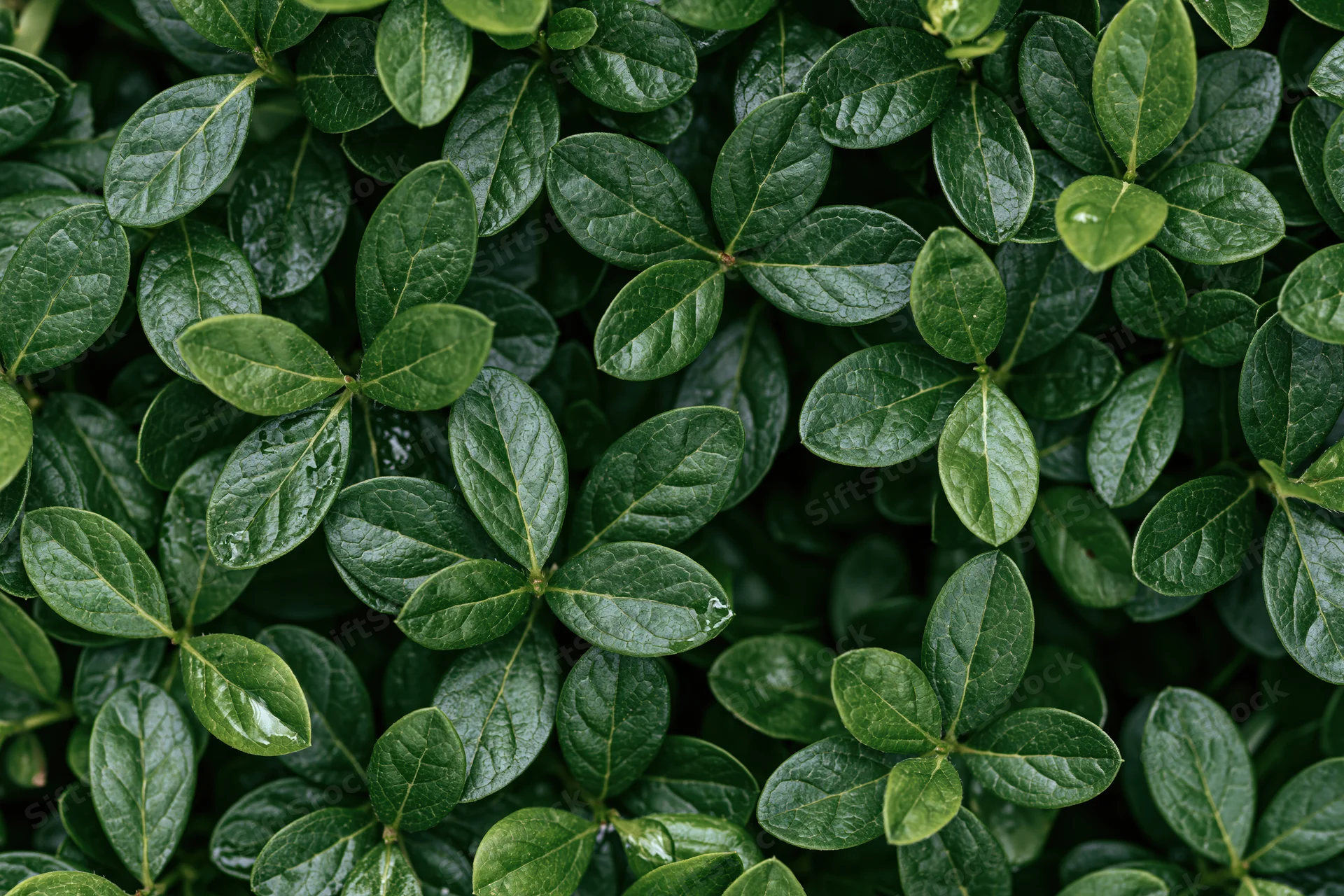 Dense flat lay of small oval green leaves filling the entire frame