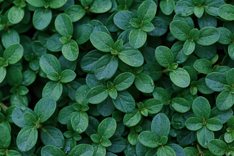 Dense flat lay of small oval green leaves filling the entire frame