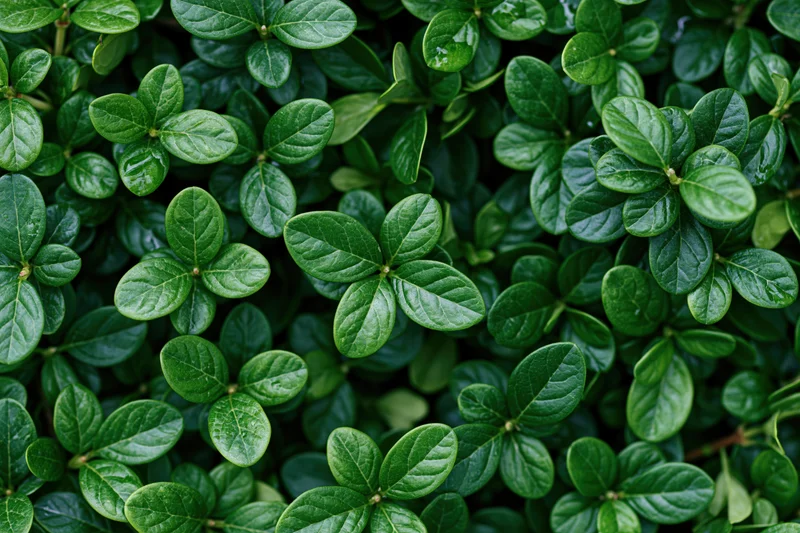 Dense flat lay of small oval green leaves filling the entire frame