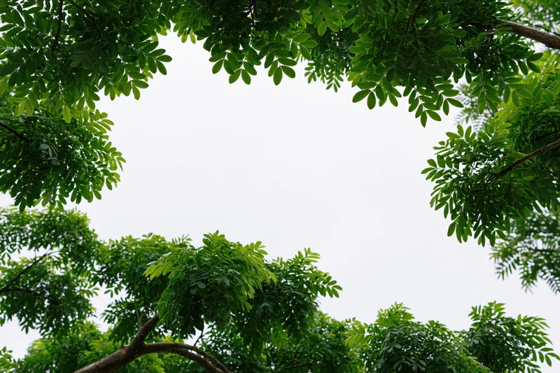 Dense green tropical tree branches and leaves framing a bright sky overhead