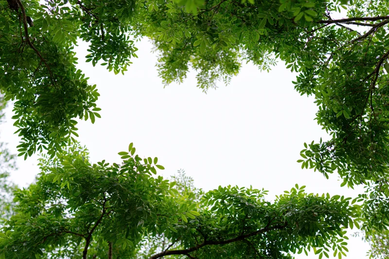 Dense green tree branches and leaves forming a natural circular frame overhead with sky visible in the center