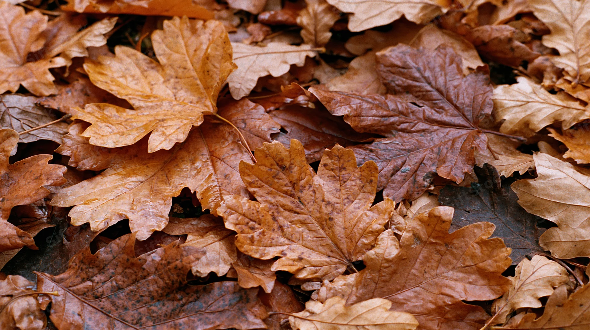 Dense pile of fallen autumn maple and oak leaves covering the ground