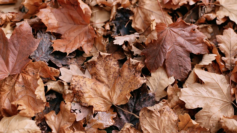 Closeup of a dense pile of fallen autumn maple and oak leaves covering the ground