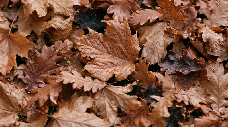 Closeup of a dense pile of dry brown maple and oak leaves covering the ground in autumn