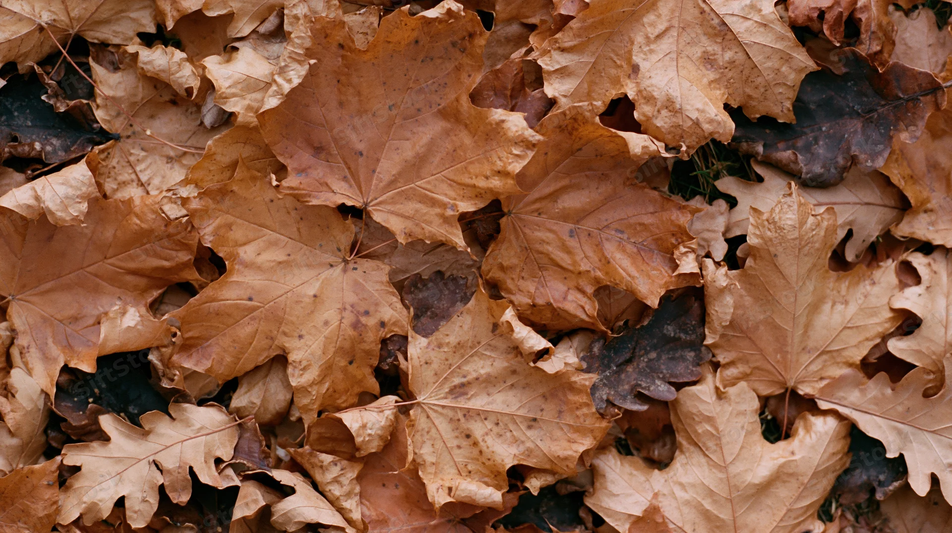 Dense pile of dried maple and oak leaves covering the ground in autumn