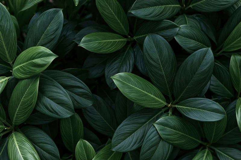 Dense tropical foliage filling the frame with large waxy ovate leaves in shadowed natural setting
