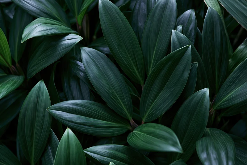 Dense tropical foliage filling the frame with large waxy ovate leaves