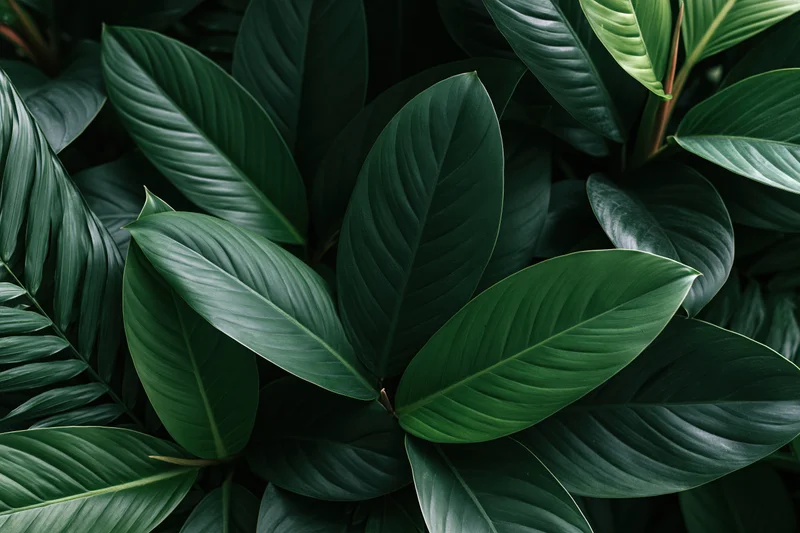 Dense tropical foliage filling the frame with large waxy green leaves