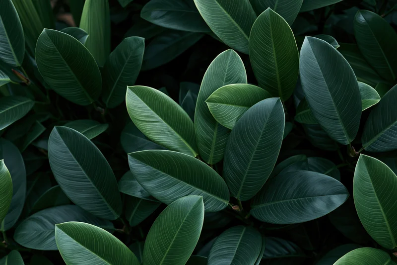 Dense tropical foliage filling the frame with large waxy ovate leaves in natural shade