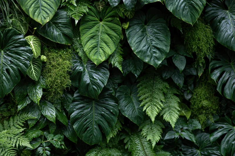 Dense tropical foliage wall filled with monstera leaves, ferns and moss in a lush green vertical garden