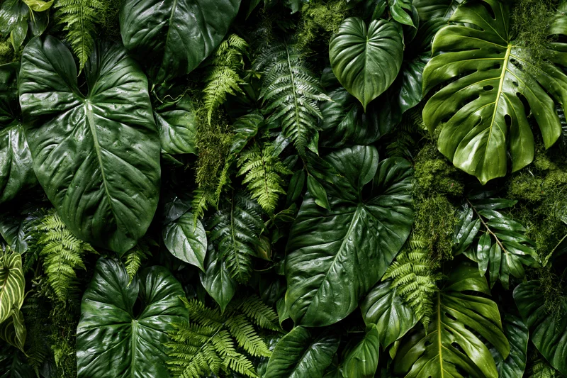 Dense tropical foliage wall covering interior space with monstera, philodendron, ferns and moss