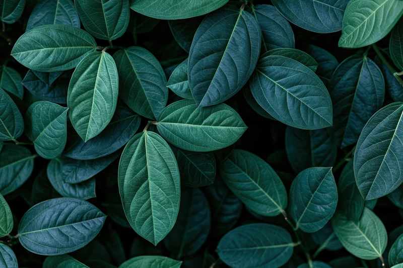 Dense tropical leaves filling the frame in a close overhead view