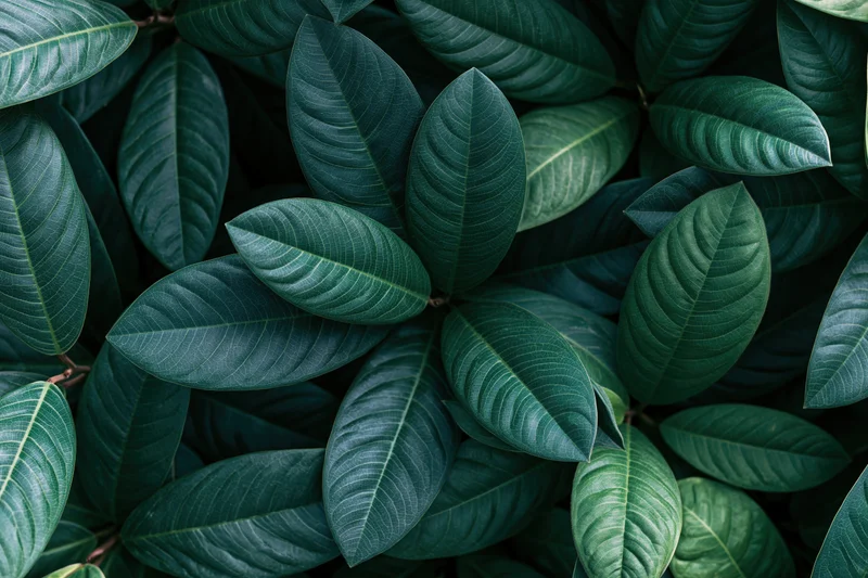 Dense tropical leaves filling the frame in a close overhead view