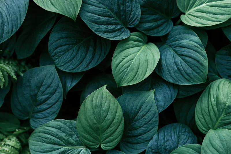Dense tropical leaves filling the frame in a closeup view