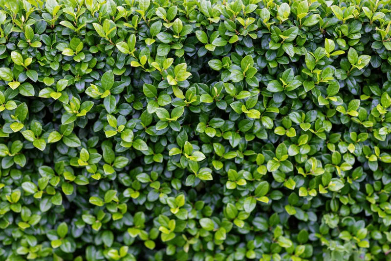 Dense wall of small green leaves filling the frame