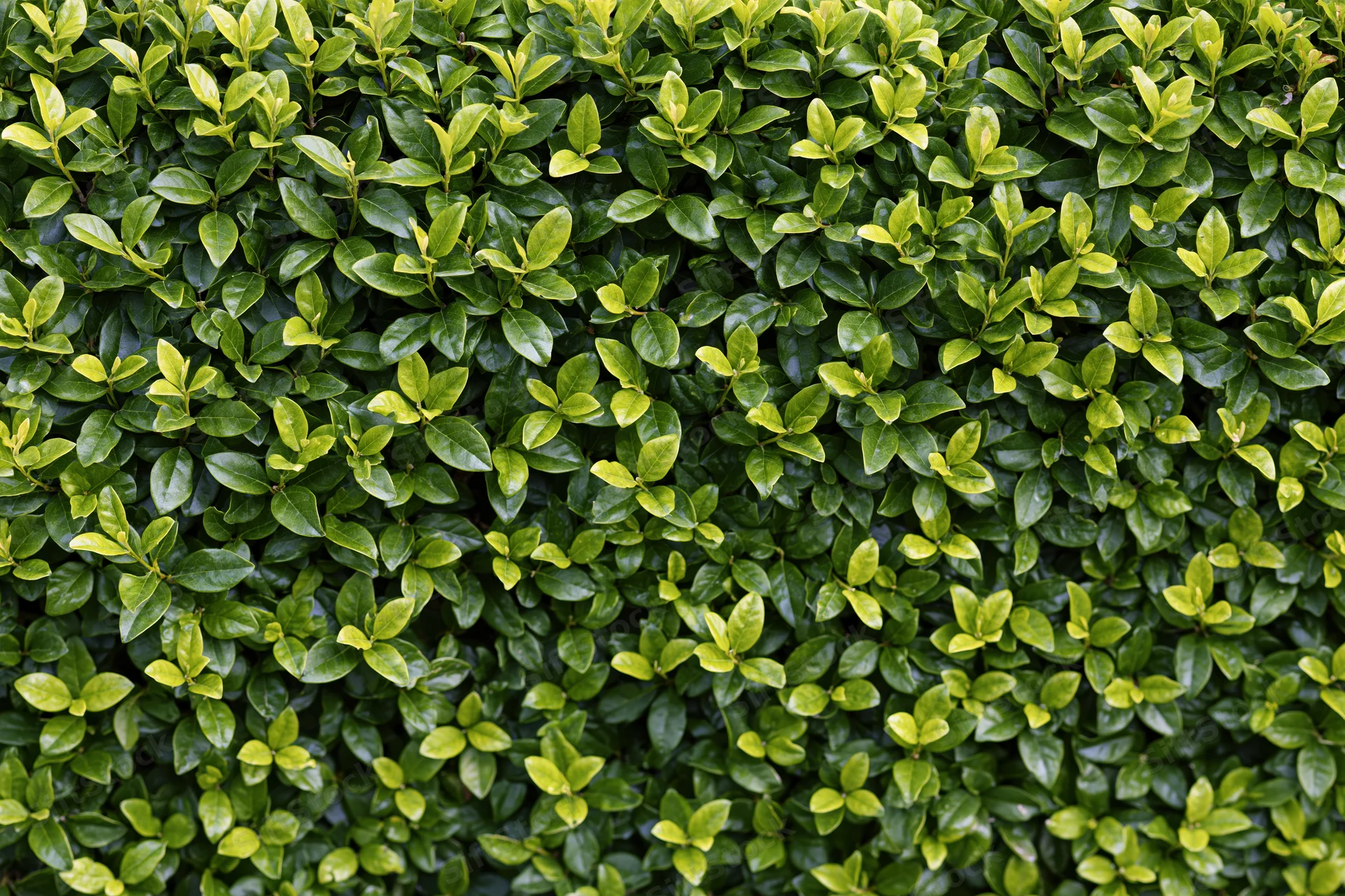 Dense wall of small green leaves filling the frame