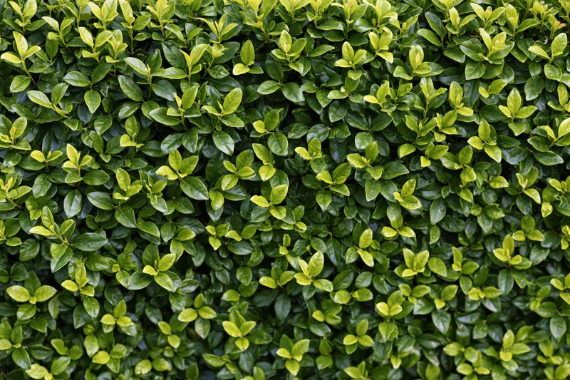 Dense wall of small green leaves filling the frame