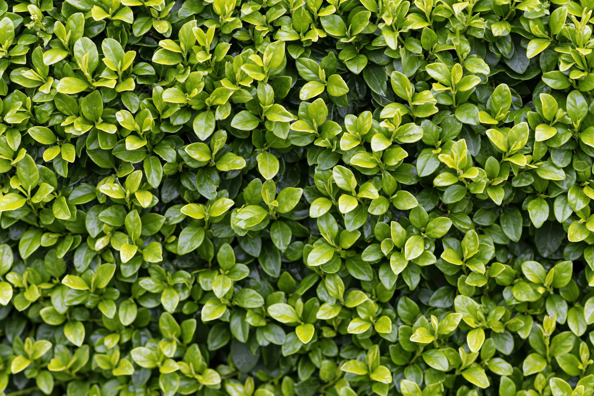 Dense green foliage covering a wall as a natural vertical garden