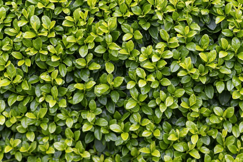 Dense green foliage covering a wall as a natural vertical garden